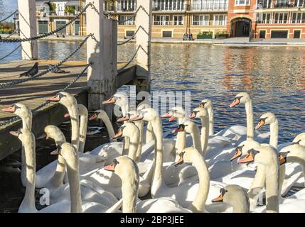 WINDSOR, ENGLAND - NOVEMBER 2018: Schwäne auf der Bootsanlegestelle an der Themse in Windsor auf der Suche nach Essen von Besuchern. Stockfoto