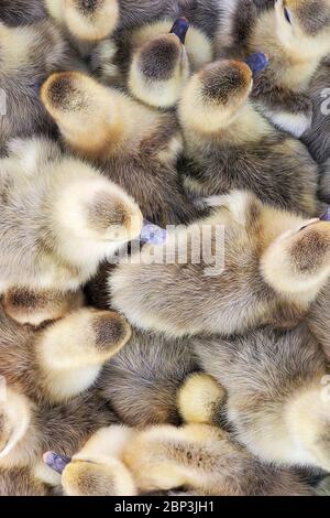 Viele kleine schöne gelb-graue Entchen mit blauem Schnabel, als Hintergrund Stockfoto