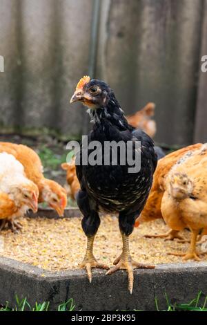 Viele heimische Hühner essen Nahrung, Hühnerfloh Stockfoto