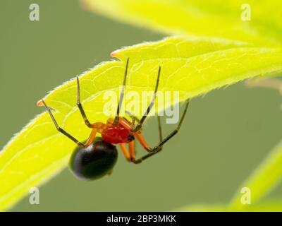 Sehr kleine, aber farbenfrohe weibliche rote und schwarze Zwergspinne (Hypselistes florens), die unter einem grünen Blatt in Boundary Bay Salzsumpf, Delta, Brit ruht Stockfoto