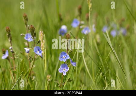 Blaue Blüten von Veronica chamaedrys in grünem Gras, floraler Hintergrund. Waldlichtung im Frühling, Schönheit der Natur Stockfoto