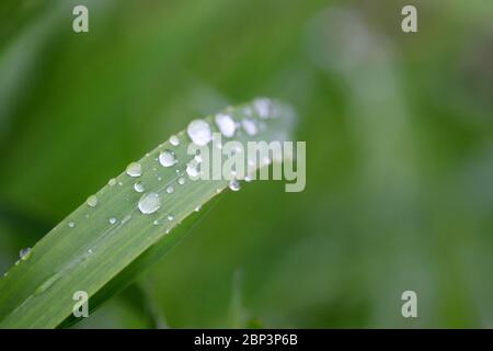 Tau auf einem grünen Grashalm, Makroaufnahme. Wassertropfen glitzernd auf einer Wiese, Frischekonzept, Naturhintergrund Stockfoto