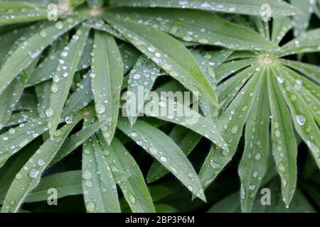 Tau auf grünen Blättern von Lupin. Wassertropfen auf Gras, Frischekonzept, Naturhintergrund Stockfoto