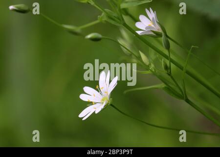 Weiße Blüten von Stechkraut (Stellaria holostea) auf Frühlingswiese im grünen Gras. Floraler Hintergrund, Schönheit der Natur Stockfoto