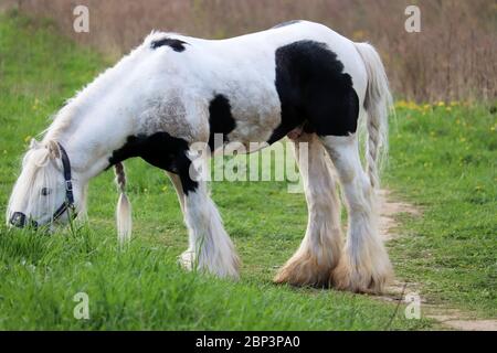 Clydesdale Pferd grasen auf einer grünen Weide und essen frisches Gras, selektive Fokus. Ländliche Landschaft im Frühling Stockfoto