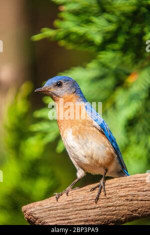 Eastern Bluebird, Sialia sialis, bei Gary Carters Bird Blinds in Mcleansville, North Carolina. Stockfoto