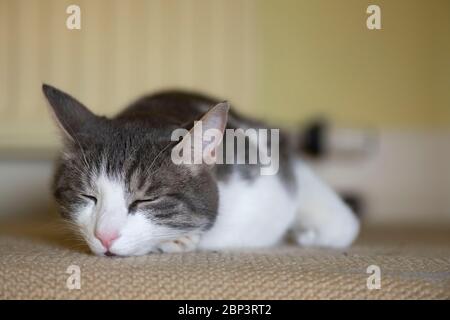 Eine graue und weiße Katze, die auf dem Boden schläft Ein Heizkörper im Hintergrund Stockfoto