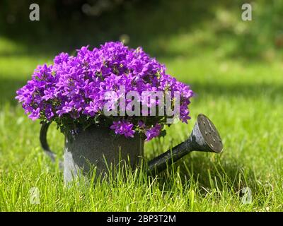 Campanula blüht in Gießkanne Stockfoto