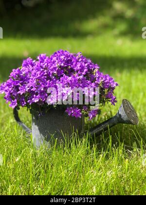 Campanula blüht in Gießkanne Stockfoto