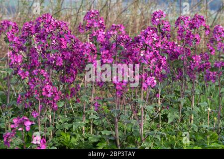 Ehrlichkeit (Lunaria Annua) wächst im ländlichen Aberdeenshire Stockfoto