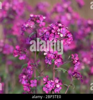 Eine Nahaufnahme von Magenta Ehrlichkeit (Lunaria Annua) Blumen Stockfoto