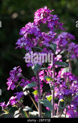 Lila Blumen der Ehrlichkeit (Lunaria Annua) im Frühling Stockfoto