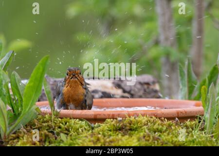 Ein zerzauste Robin (Erithacus Rubecula) beim Baden in einem Vogelbad im Garten Stockfoto