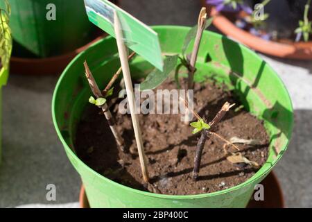 Nadelholzzweige in einem Topf, als Stengelschnitt verwendet, um Pflanzen mit neuen Sprossen zu vermehren. Philadelphus oder Mock Orange Stängel Stecklinge in einer grünen Vase mit so Stockfoto