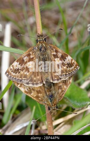 Dingy Skipper - Erynnis tages Paarungspaar im Gras Stockfoto