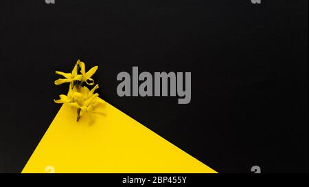 Gelbe Blume Forsythia maluch auf gelbem und schwarzem Hintergrund. Einfaches flaches Lay mit Pastellfarben und Dreiecksform. Umweltfreundliches Modekonzept. Bestand Stockfoto