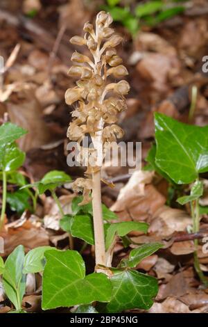 Vogelnest Orchidee - Neottia nidus-avis Blütenspitze in Cotswold Buchenwald Stockfoto