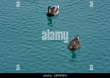 2 Stockenten schwimmen Stockfoto