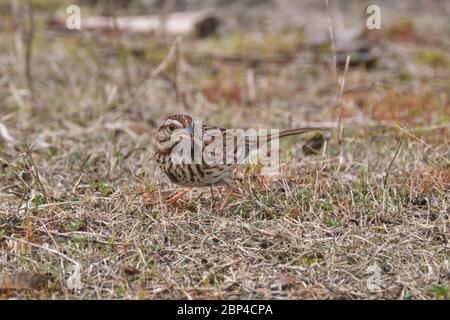 Singsperling, Melospiza melodia, sucht auf dem Boden nach Nahrung. Stockfoto