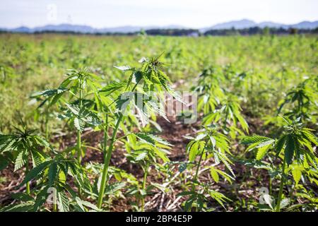 Junge Hanfpflanzen wachsen auf dem Feld und bewegen sich im Wind mit Sonne scheint. Stockfoto