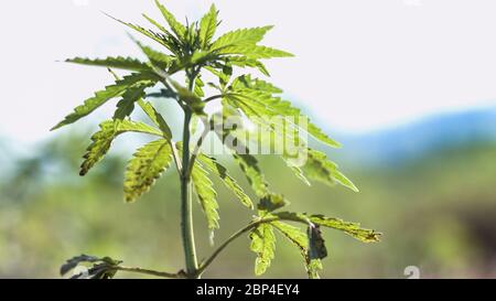 Junge Hanfpflanzen wachsen auf dem Feld und bewegen sich im Wind mit Sonne scheint. Stockfoto