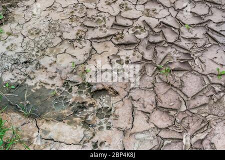 Getrockneter und rissiger Schlamm aus der Hitze mit Spuren von Tieren auf der Oberfläche gedruckt, selektive Fokus Stockfoto