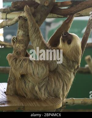 Gerettete zweizogige Faultier (Chooloepus hoffmanni) im Gamboa Sloth Sanctuary and Wildlife Rescue Centre in Panama, auf Plattform liegend, Holding Zweig Stockfoto