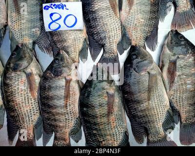 Frischer Fisch in Thailand, Reihen von frisch gefangenem ganzen rohen Fisch zum Verkauf auf einem Straßenmarkt in Bangkok, Thailand Stockfoto