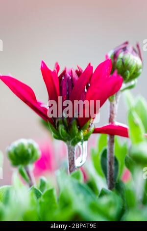 Rote Chrysanthemen blühende Pflanzen, auch bekannt als Mütter oder chrysanthen, in natürlichem Licht Stockfoto