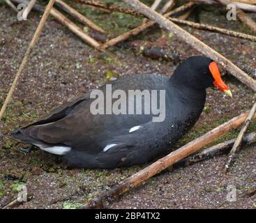 Eine gewöhnliche Gallinule (Gallinula galeata), die das mit Pflanzen bedeckte seichte Wasser entlang des Randes des Pinto Lake in Watsonville, Kalifornien, durchfährt. Stockfoto