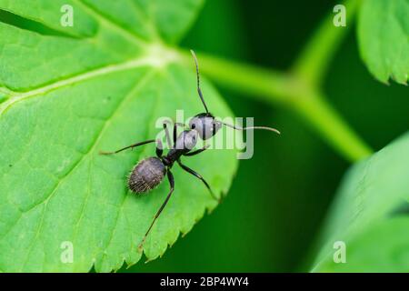 Schwarze Zimmermann-Ameise auf Blatt Stockfoto