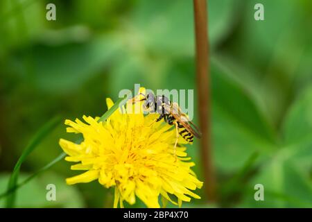 Europäische Papierwasp auf Löwenzahn Blume Stockfoto