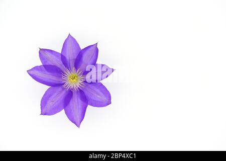 Kopf der weißen Blume Clematis isoliert auf weißem Hintergrund. Draufsicht. Stockfoto