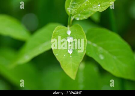 Regen auf Geißblatt Blätter im Frühling Stockfoto