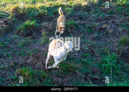 Hütehund, der mit der Ziege auf dem Feld arbeitet, indem er die schnell laufende Ziege zurück zur Herde leitet. Stockfoto