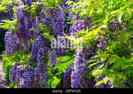 Amerikanische Glyzinie, Wisteria frutescens, wunderschön blühend im Frühling im öffentlichen Park Stockfoto