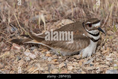 Killdeer auf Nest Stockfoto