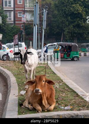 Kühe und Verkehr auf einer Straße von Neu-delhi Stockfoto