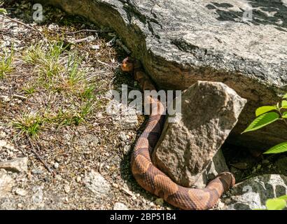 Copperhead Schlange Sonnenbaden neben Felsen an sonnigen Frühlingstag Stockfoto