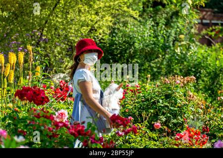 Eine junge Frau trägt einen roten Hut, trägt einen kleinen weißen Hund in einem Rosengarten und trägt eine Gesichtsmaske als Schutz vor Infektionen durch COVID-19. Stockfoto