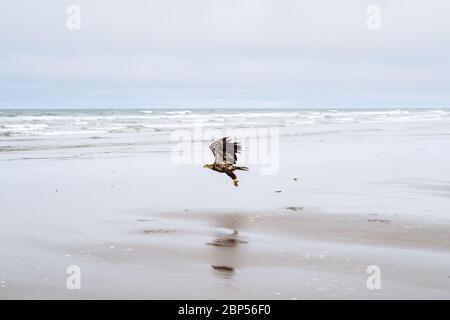 Jungvogel-Weißkopfseeadler, der über North Beach im Naikoon Provincial Park, Haida Gwaii, British Columbia fliegt Stockfoto