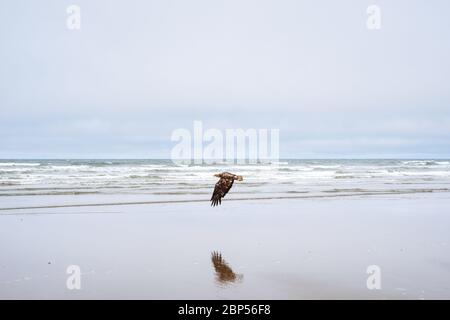 Jungvogel-Weißkopfseeadler, der über North Beach im Naikoon Provincial Park, Haida Gwaii, British Columbia fliegt Stockfoto