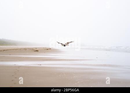 Jungvogel-Weißkopfseeadler, der über North Beach im Naikoon Provincial Park, Haida Gwaii, British Columbia fliegt Stockfoto