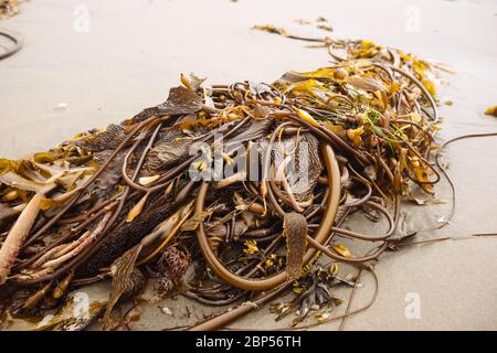 Ein Haufen Seetang, hauptsächlich Stierkelp, wurde im Naikoon Provincial Park, Haida Gwaii, British Columbia, an Land gespült Stockfoto