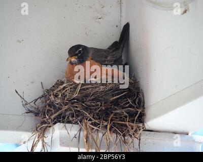 Robin mit Küken im Nest im Überhang Stockfoto