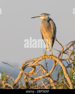 Ein Weißgesichter Reiher (Egretta novaehollandiae) auf einem toten Baum am Herdsman Lake in Perth, Westaustralien. Stockfoto