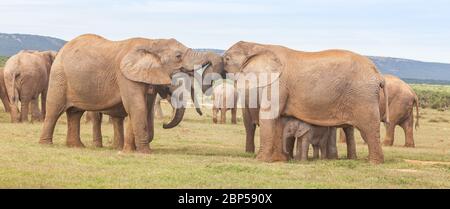 Elefantenweibchen, eine davon mit einem Baby, grüßen sich im Addo Elephant National Park in Südafrika. Stockfoto