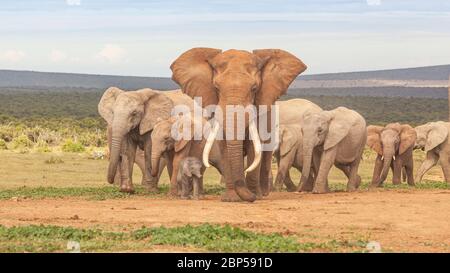 Eine Elefantenherde, angeführt von einem prächtigen 'Stoßstechbullen' an einem Wasserloch im Addo Elephant National Park in Südafrika. Stockfoto