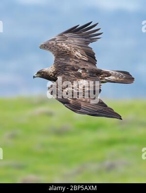 Ein Golden Eagle schlägt seine Flügel für einen Schub der Geschwindigkeit, während er Kalifornien Boden Eichhörnchen in den Hügeln jagt. Sie können 150 mph während der Jagd erreichen. Stockfoto