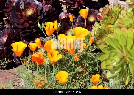 Violette und grüne Sukkulenten stehen im Kontrast zum hellen Gelb von kalifornischen Mohnblumen in einem Frühlingsgarten im Norden Kaliforniens. Stockfoto